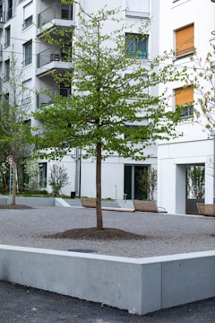 A newly planted tree in a residential yard.