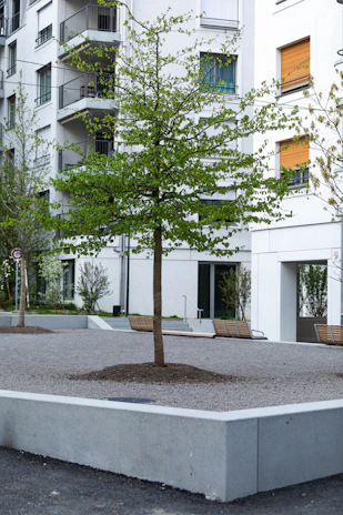 a small tree in a concrete planter in front of a building