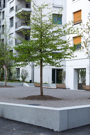 A young tree with green leaves stands in the foreground within a concrete planter in an urban courtyard. The background features a modern residential building with white walls and several windows, some of which have closed wooden shutters and others with curtains. There are a couple of simple benches on one side, and a few small shrubs planted nearby.