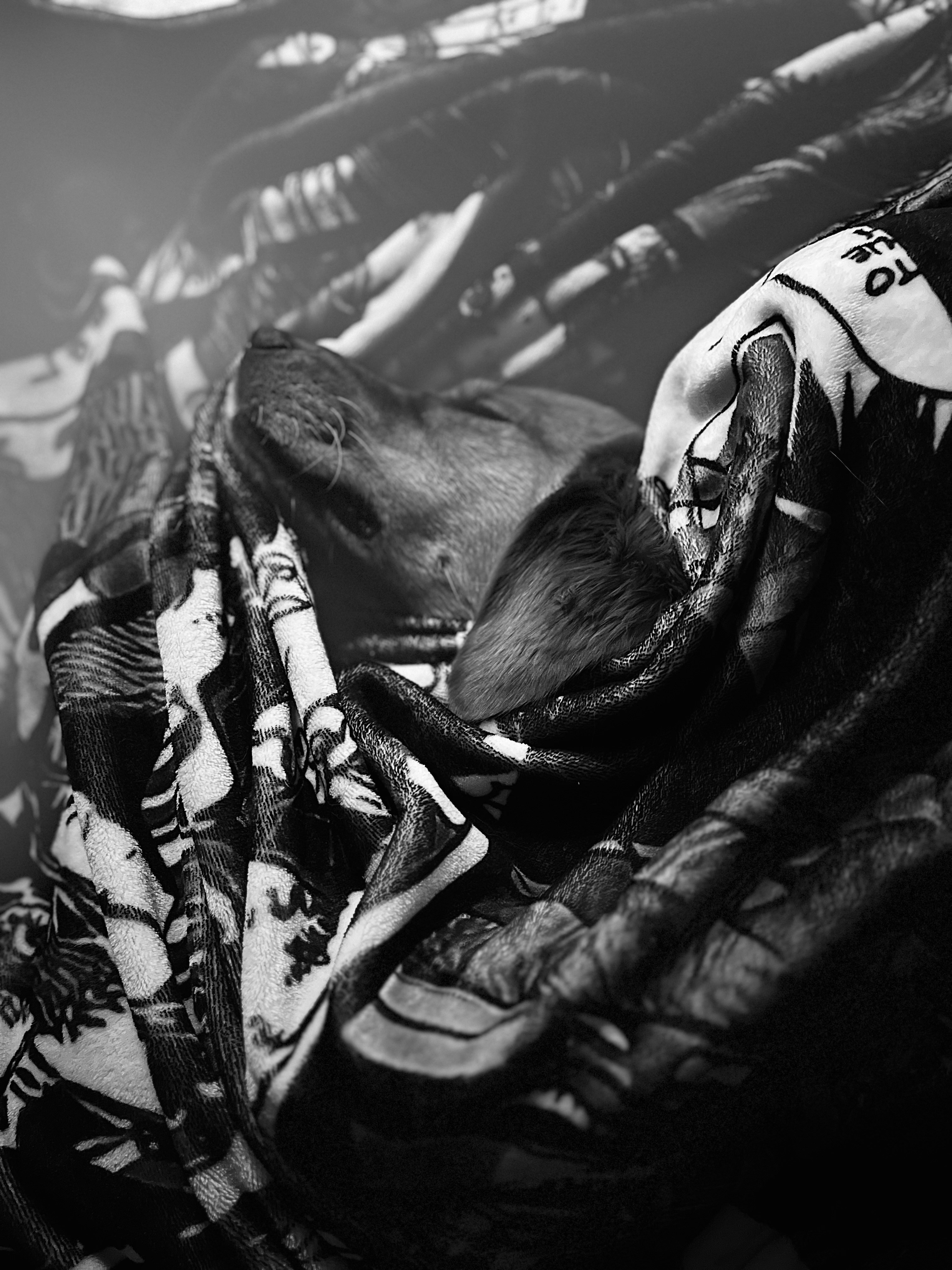 Cozy Knit Pet Blanket