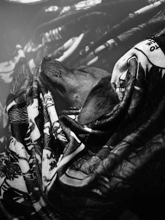 A dog is cozily wrapped in a patterned blanket, appearing to be resting peacefully. The blanket has intricate designs with contrasting shades. The image is in black and white, enhancing the textures of the fur and fabric.