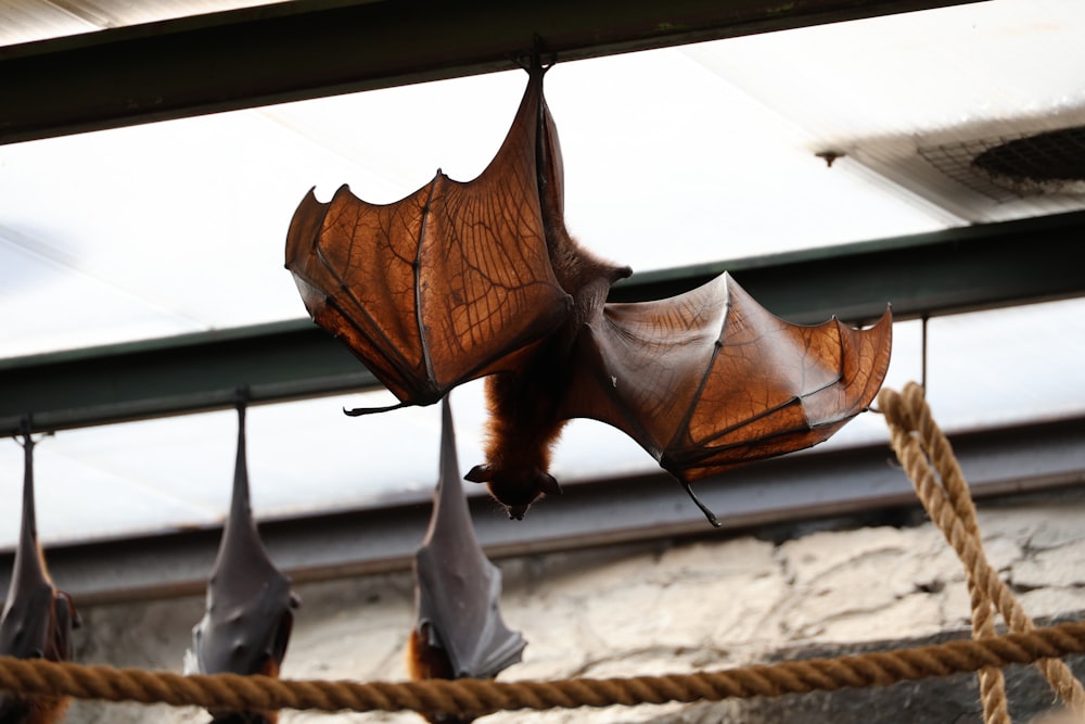 a group of bats hanging from a rope