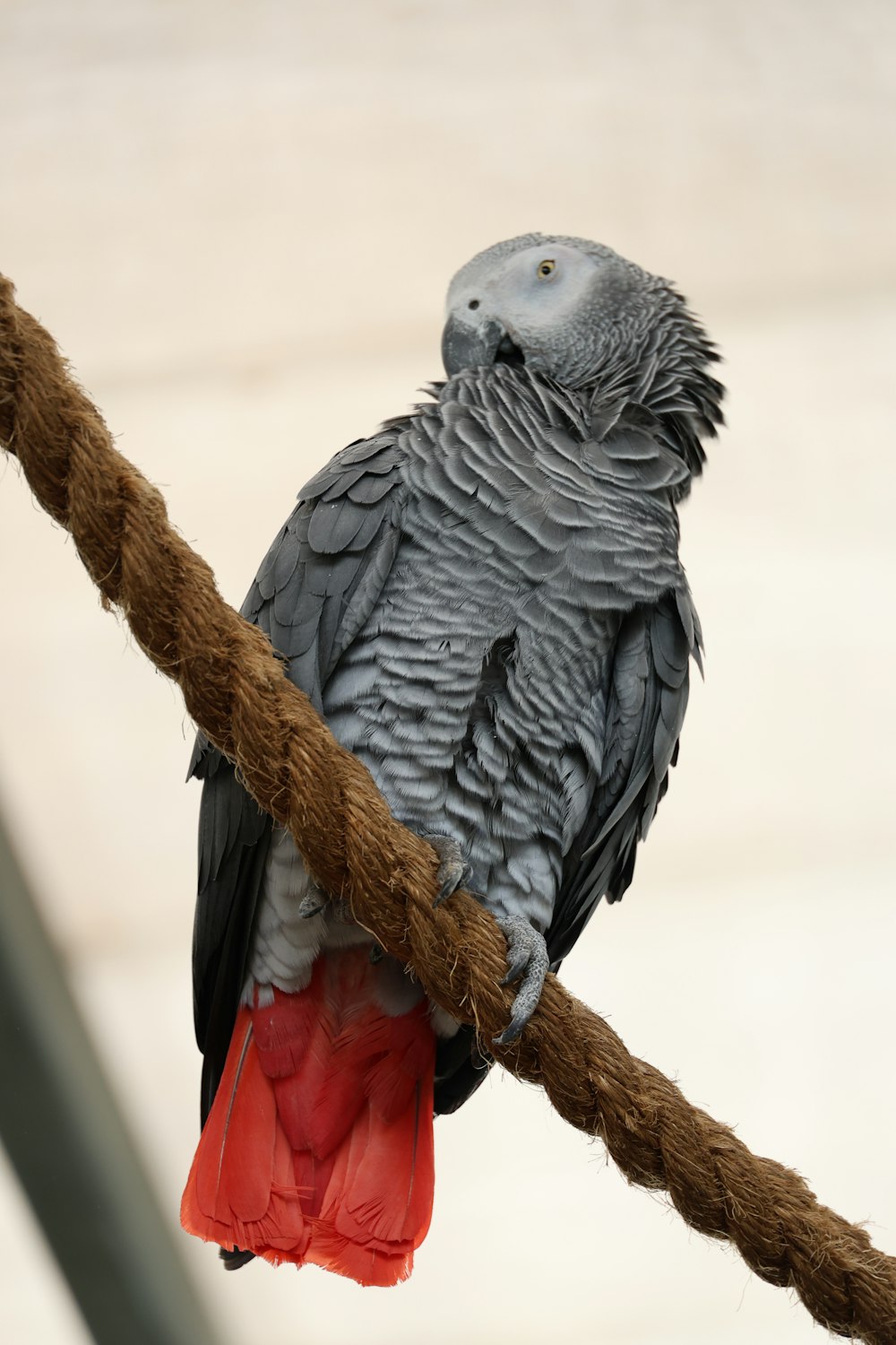a gray and black bird sitting on a rope