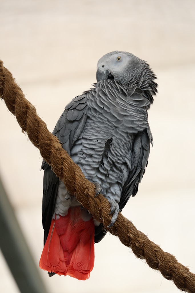 Timneh Grey Parrot