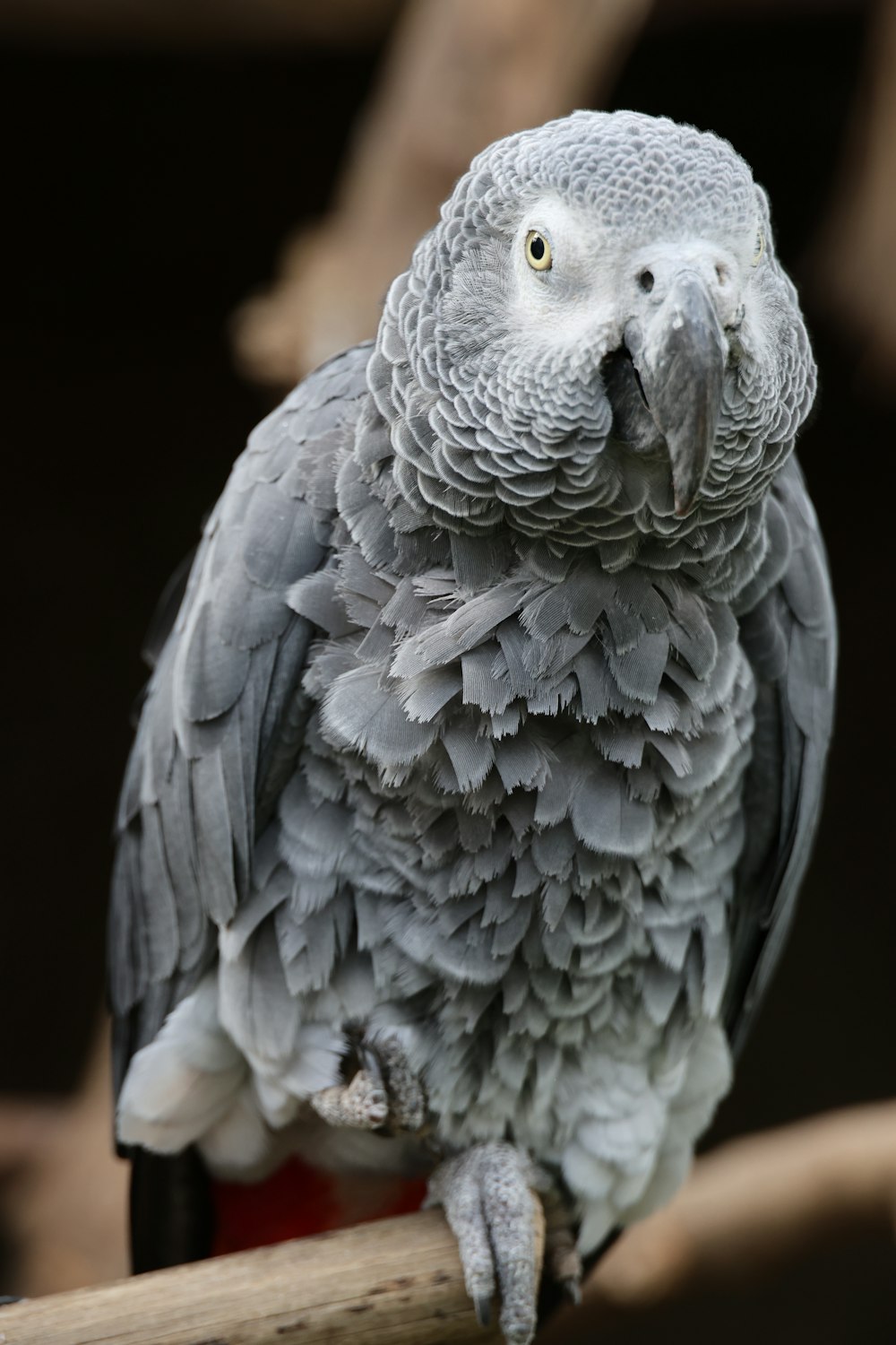 a close up of a bird on a branch