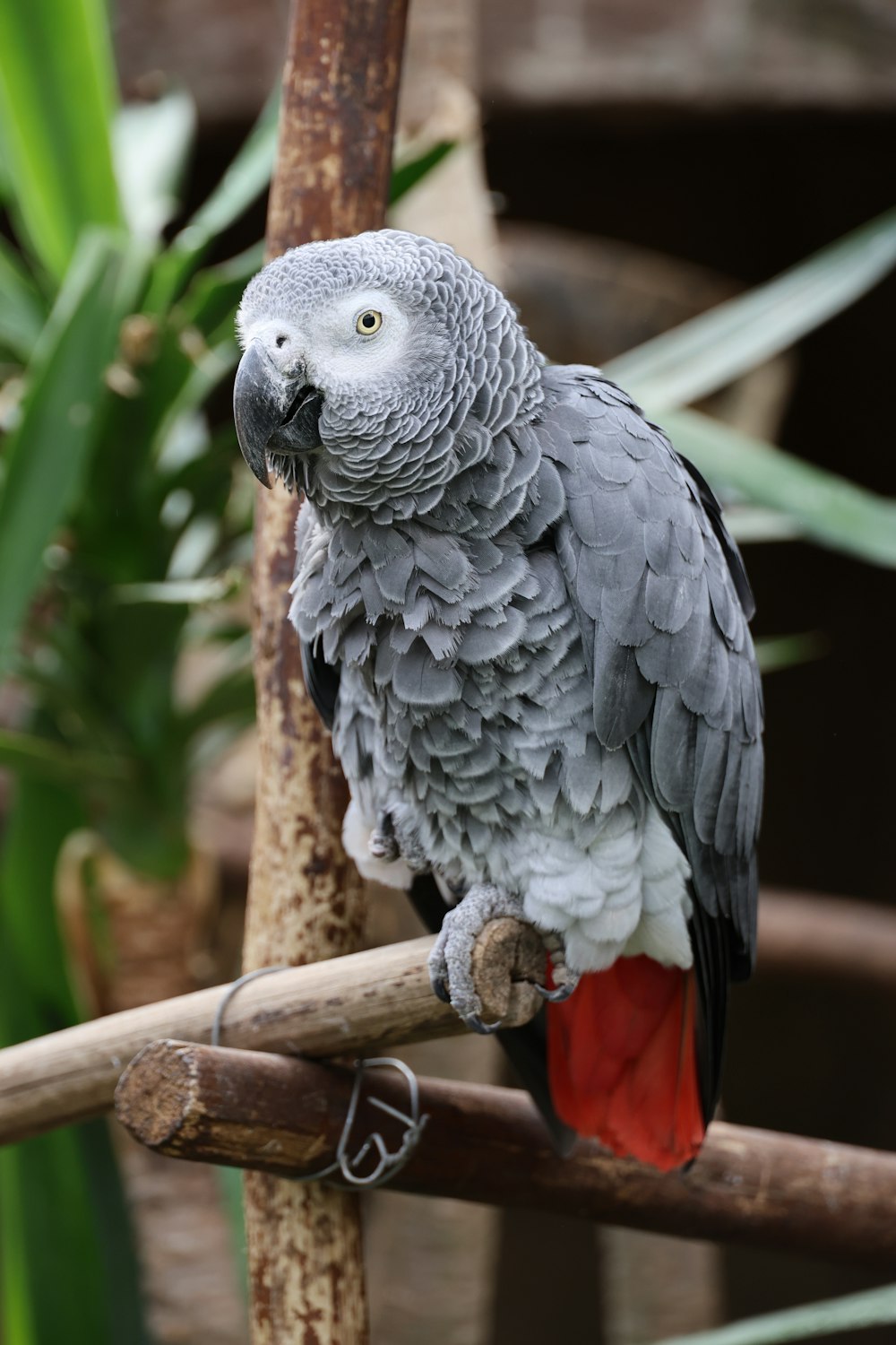 a gray and red parrot perched on a branch