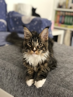 A fluffy cat with large ears and white paws is lying on a grey couch. The background features a blue blanket with a moon and stars design and shelves with books.