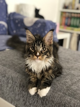 A fluffy cat with large ears and white paws is lying on a grey couch. The background features a blue blanket with a moon and stars design and shelves with books.