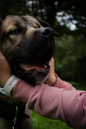 A happy dog being gently held by a volunteer in a sunny park.