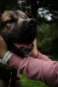 A friendly dog being gently held by a sitter while a vet checks its health.