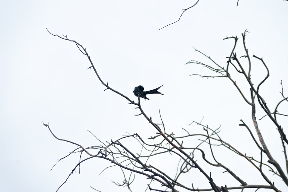 a black bird sitting on top of a tree branch