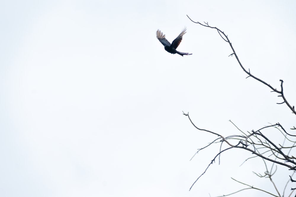 a bird flying over a tree branch with no leaves