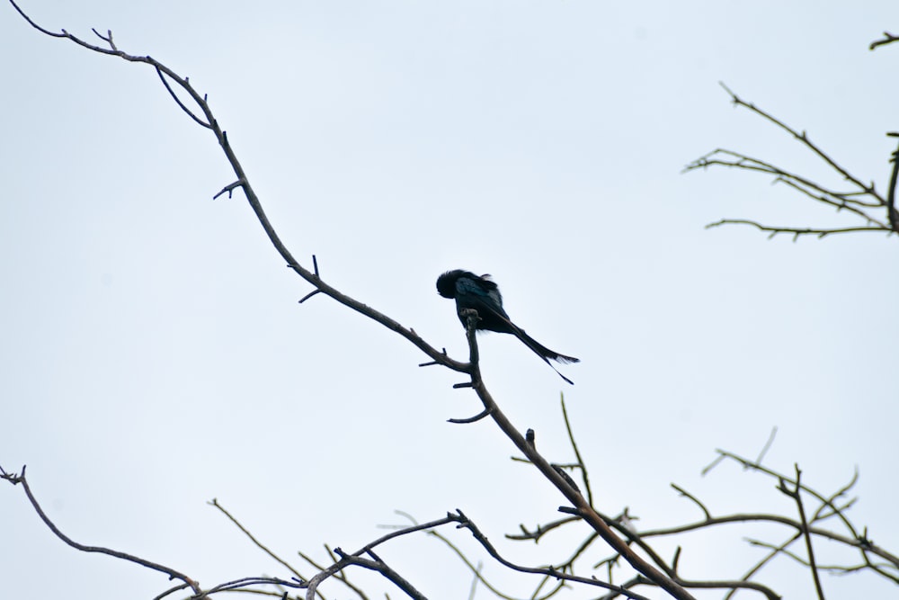 a black bird sitting on top of a tree branch