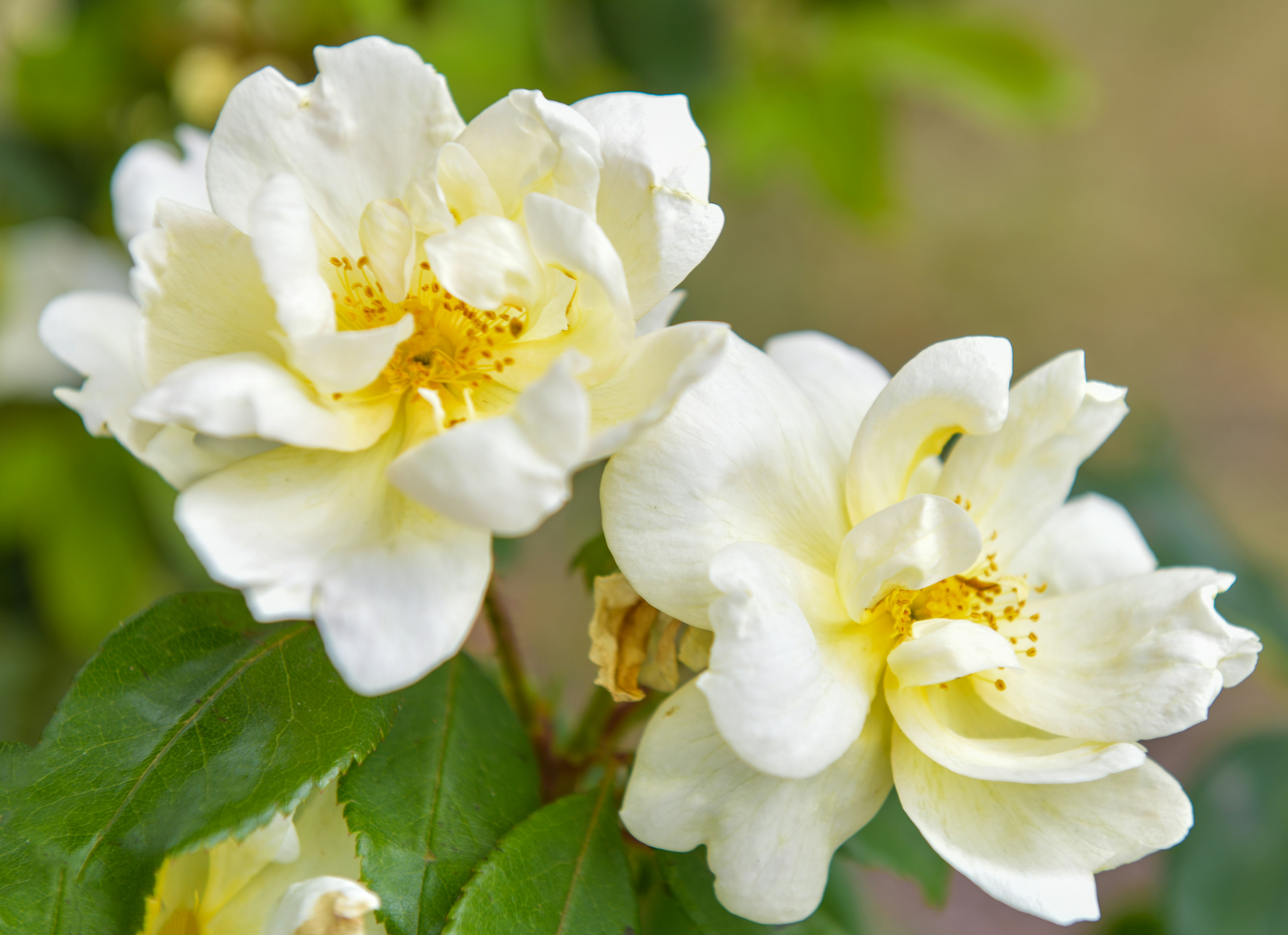 Photo by nikonphotoman2023