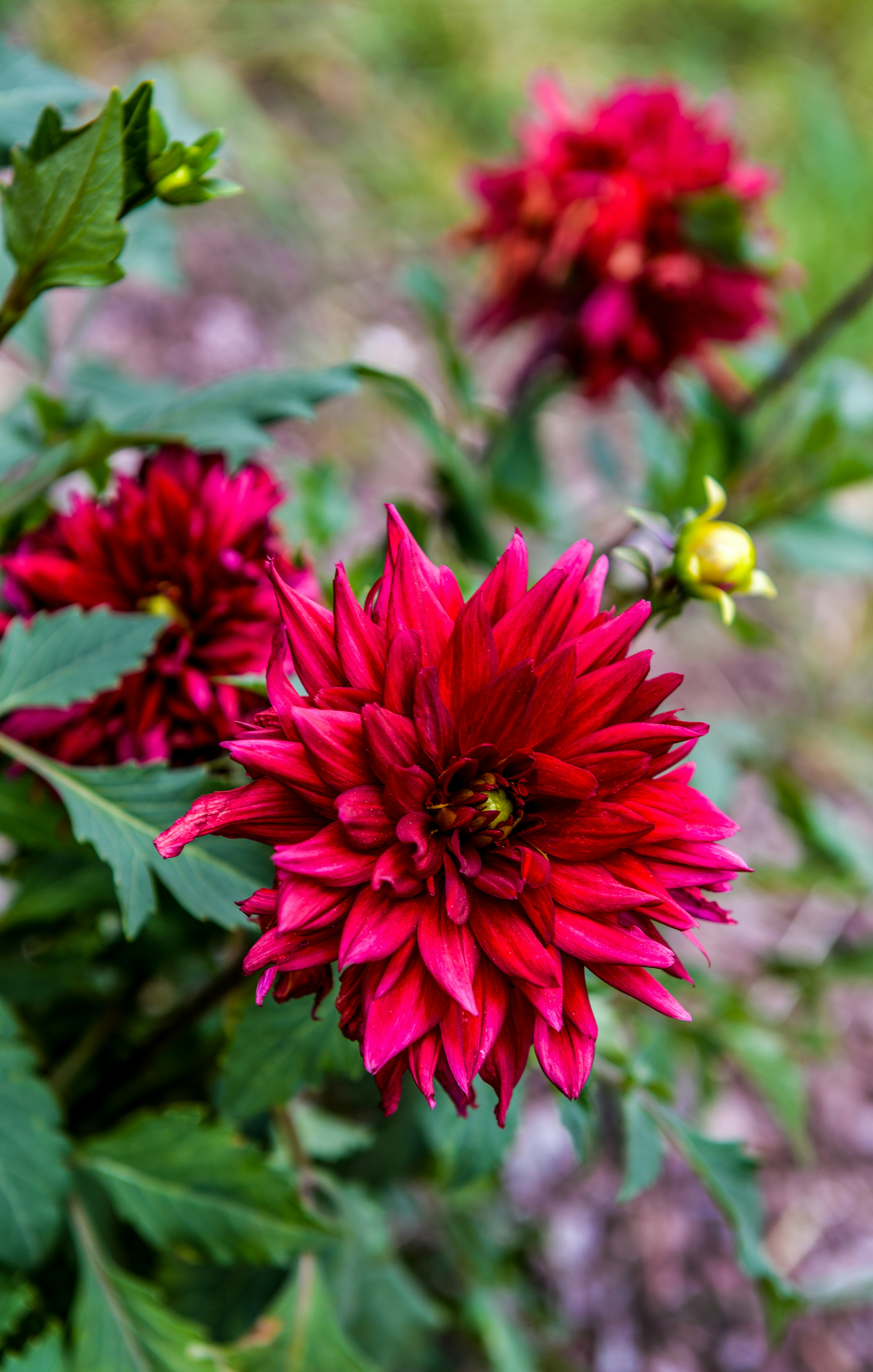 Photo by nikonphotoman2023