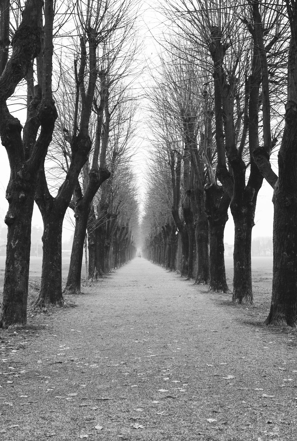 a black and white photo of a tree lined road