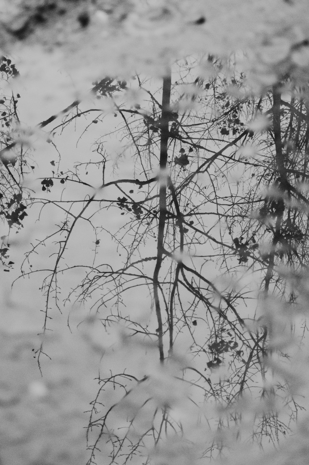 a black and white photo of trees reflected in a puddle of water