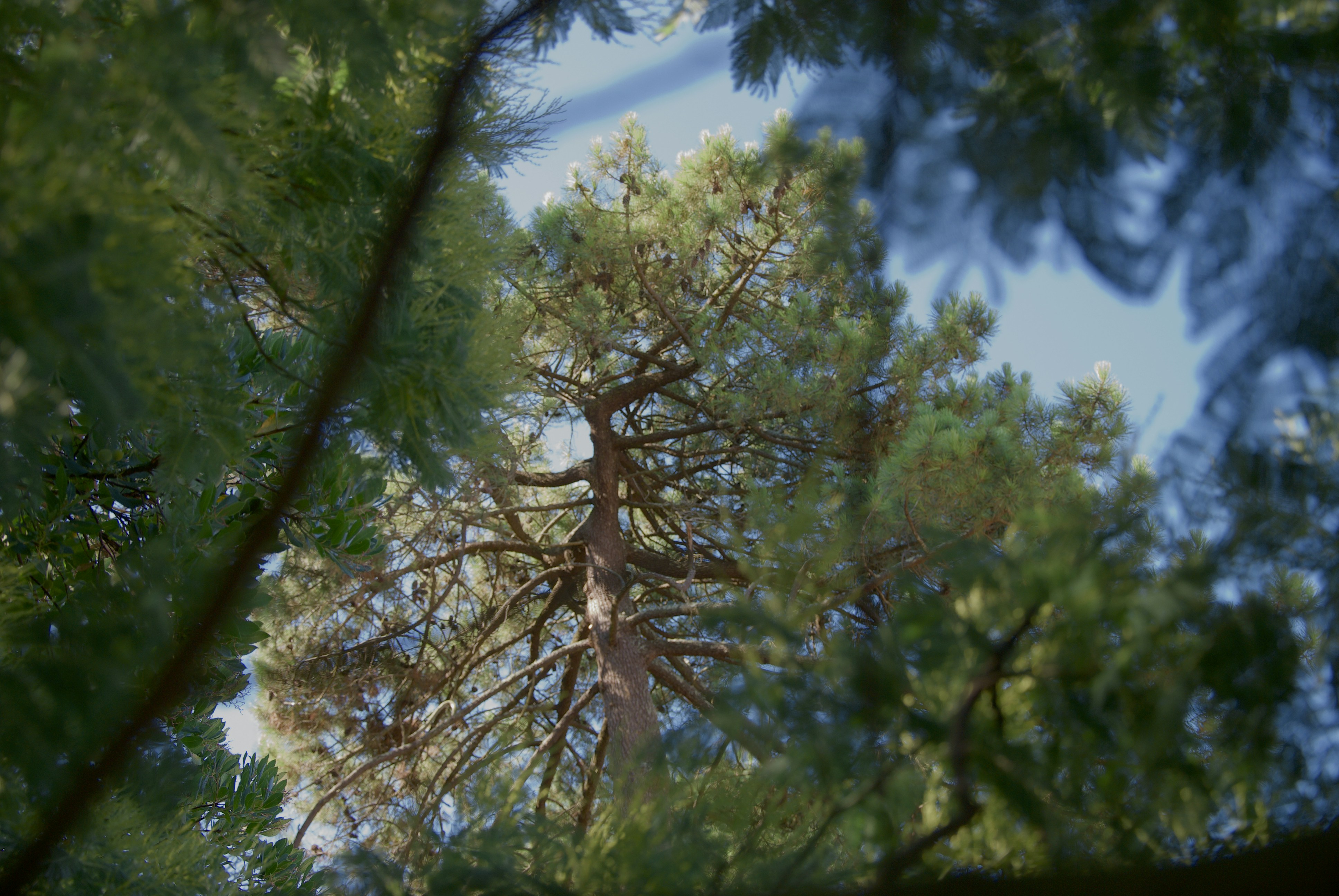 looking up at a tall pine tree from the ground, 