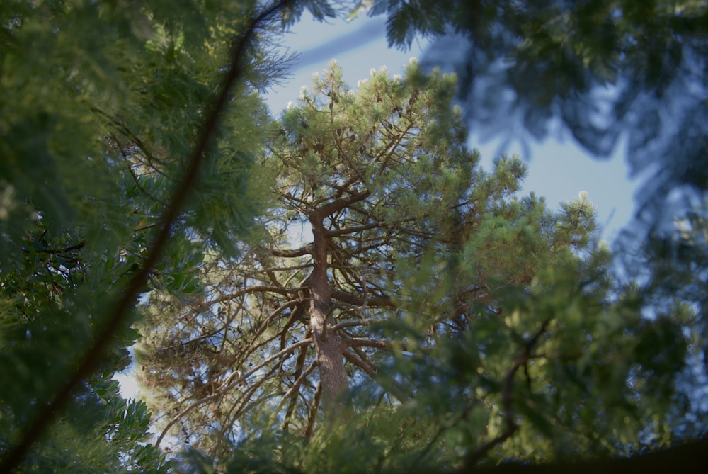 looking up at a tall pine tree from the ground