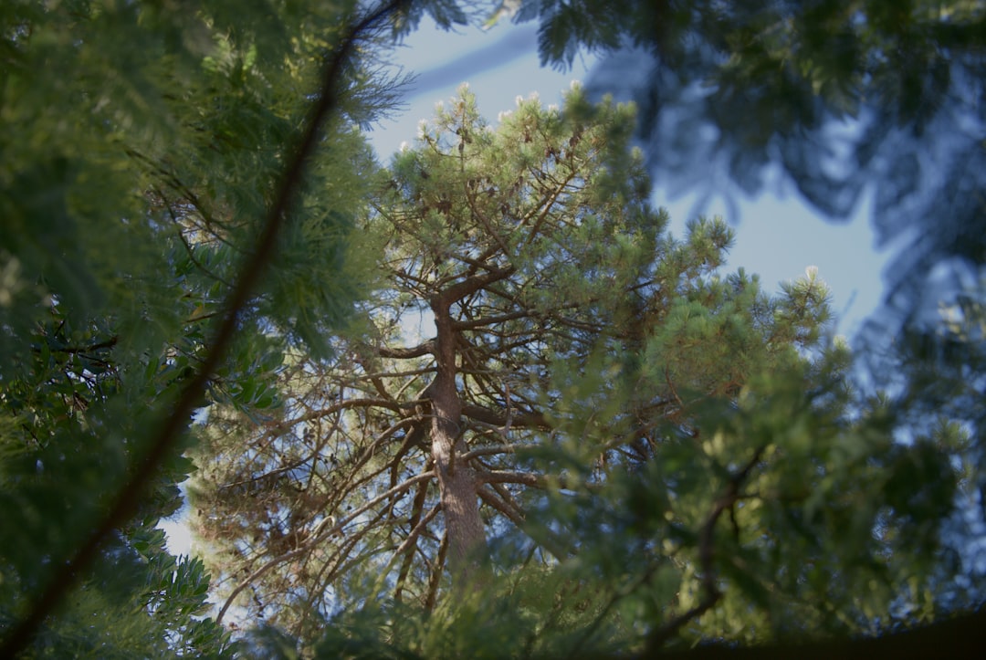 looking up at a tall pine tree from the ground,