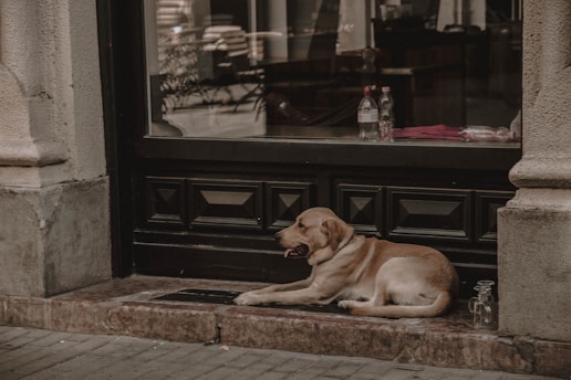 A dog is lying on a doorstep in front of a storefront with dark wooden panels. There are bottles and some fabric visible inside through the glass window.