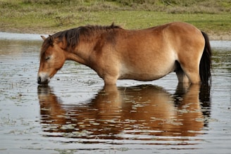 a brown horse standing in a body of water