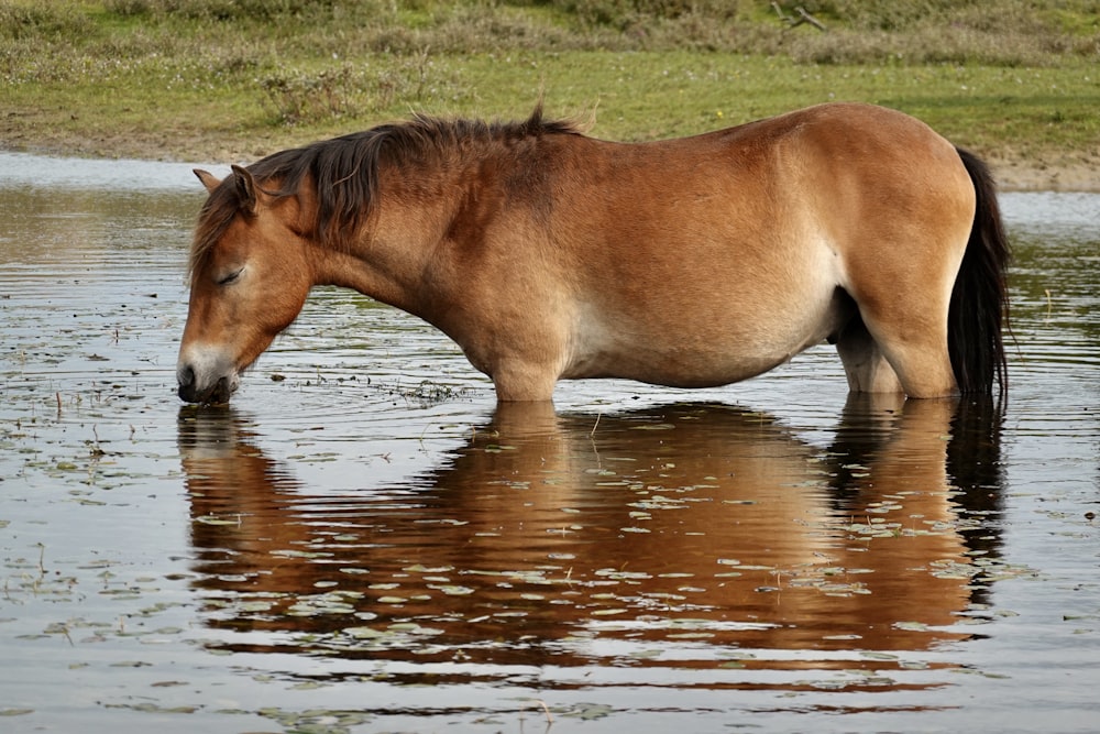 a brown horse standing in a body of water