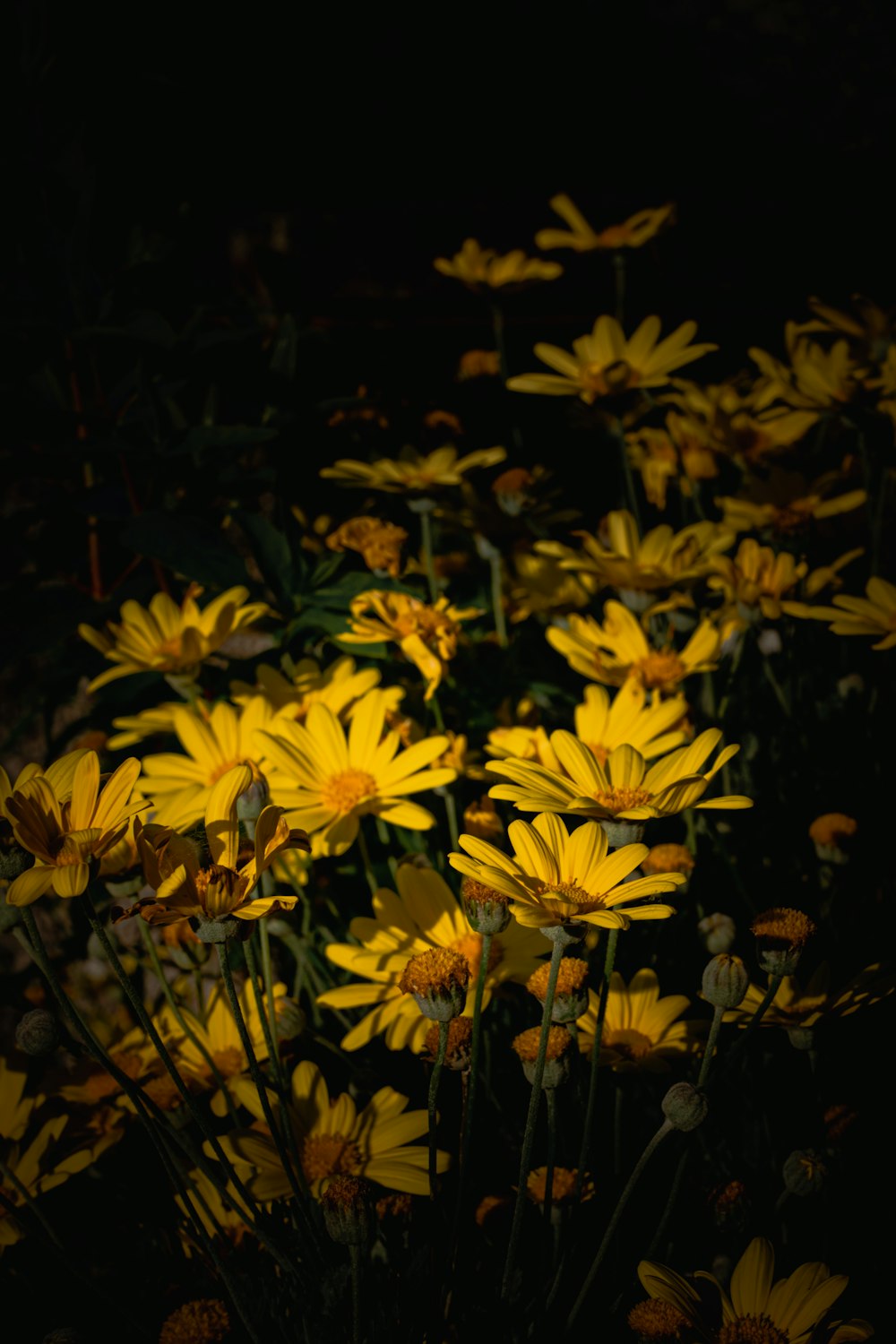 Un bouquet de fleurs jaunes dans le noir