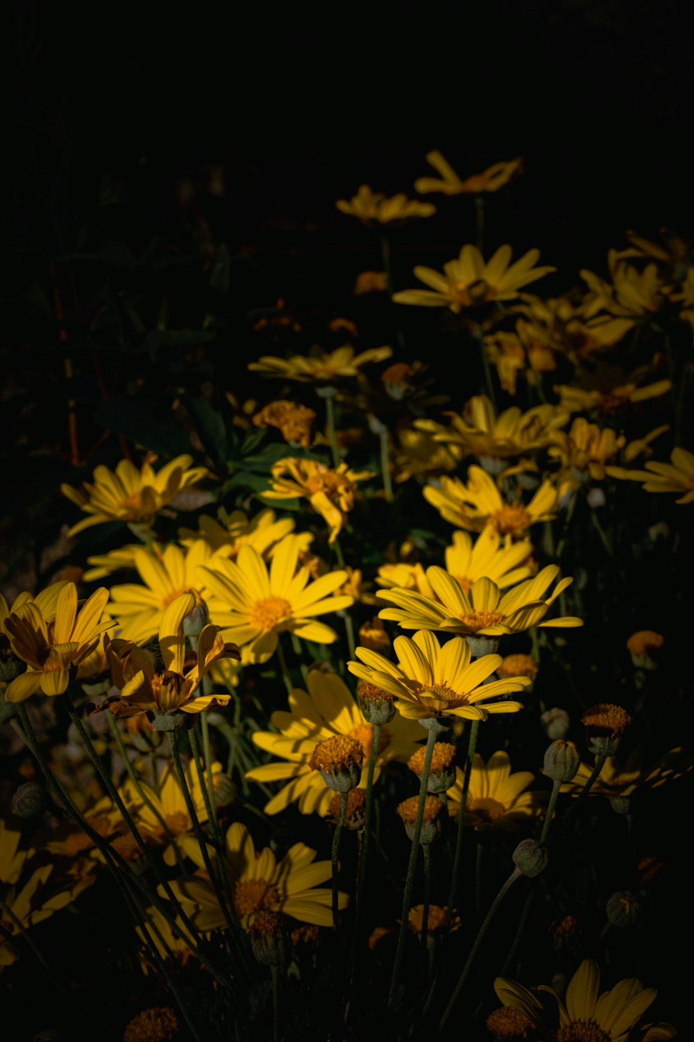 a bunch of yellow flowers in the dark