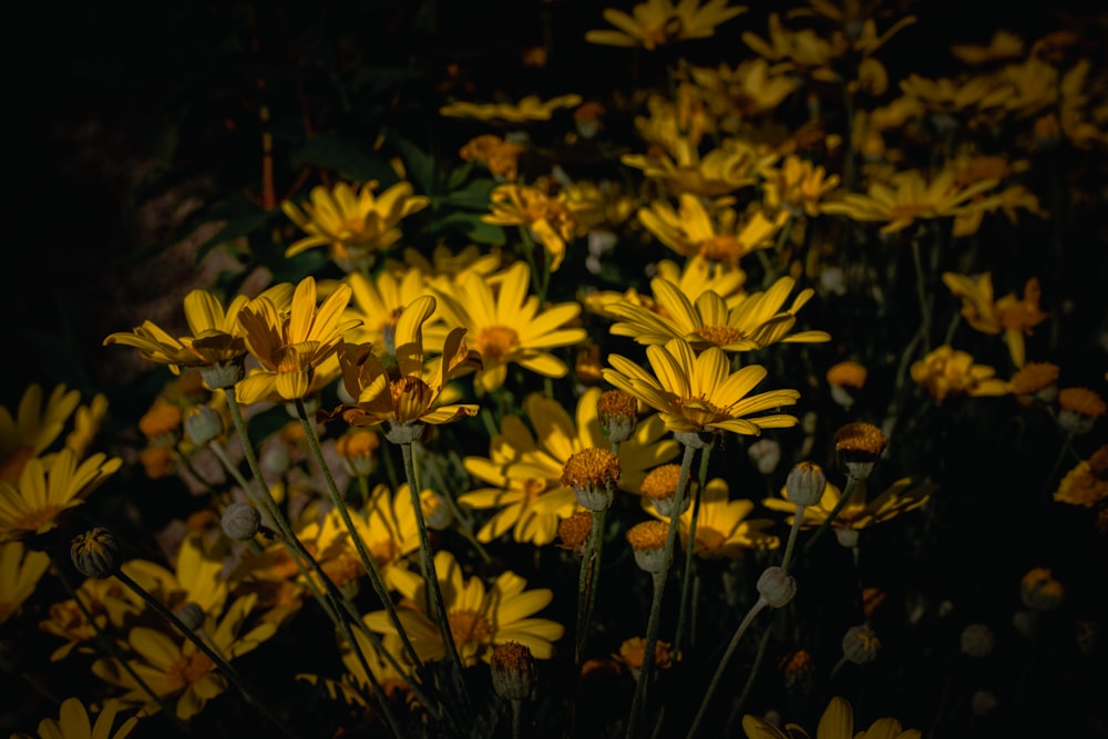 a bunch of yellow flowers in a field