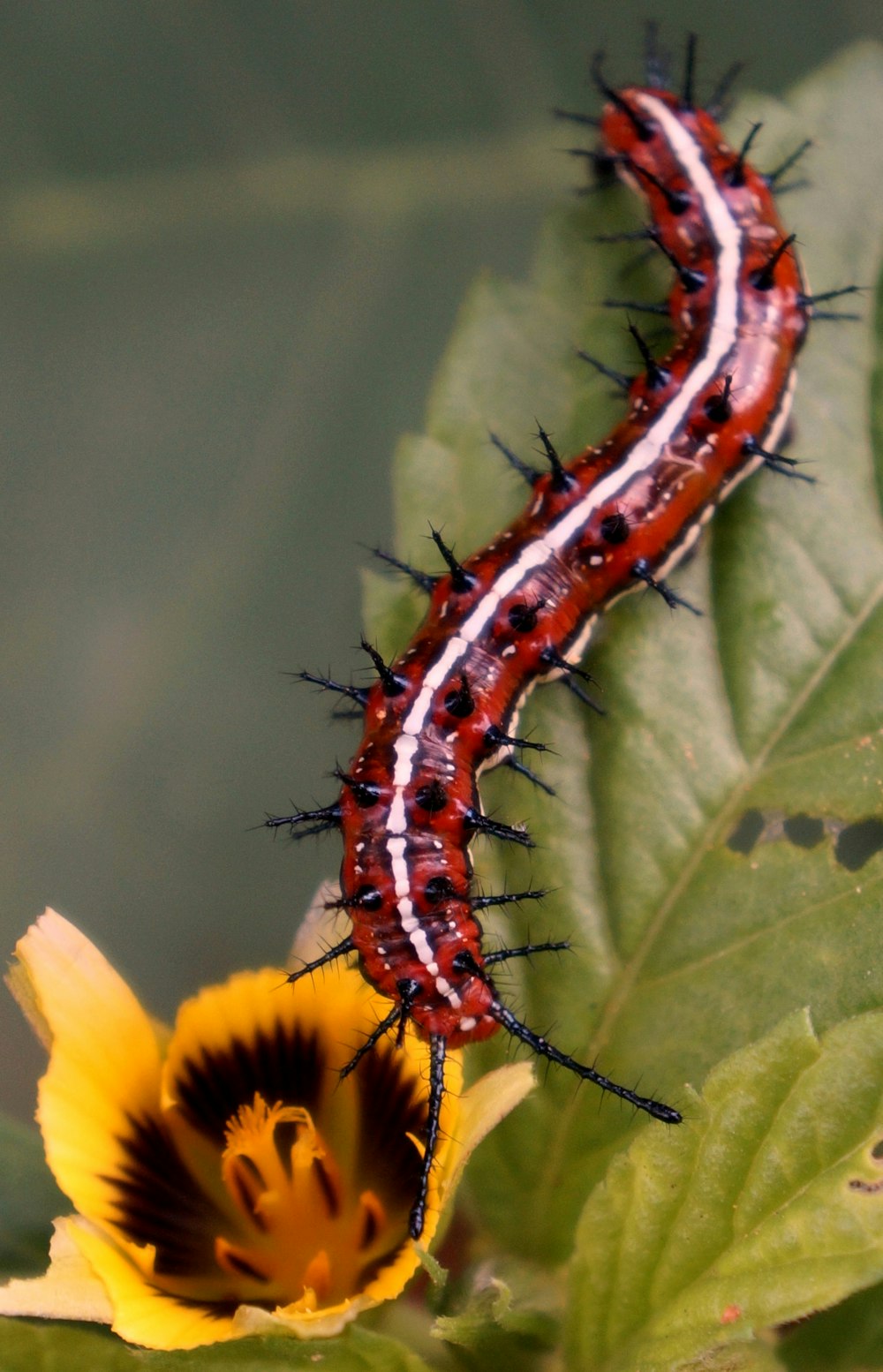 a red and black caterpillar on a yellow flower