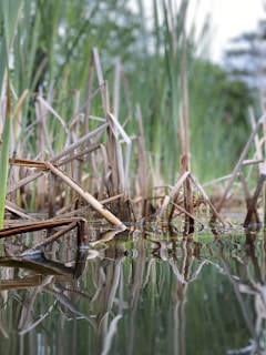 Close-up of workers planting reeds and grasses in a newly created wetland.
