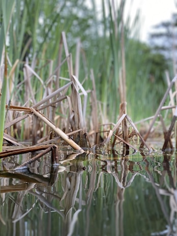 Close-up of workers planting reeds and grasses in a newly created wetland.
