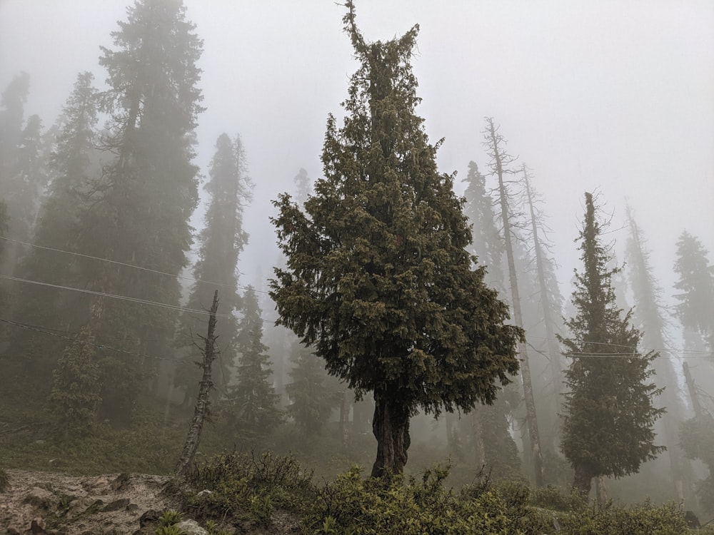 a tree in the middle of a foggy forest