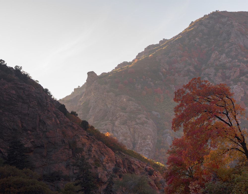 Una vista de una montaña con árboles en primer plano