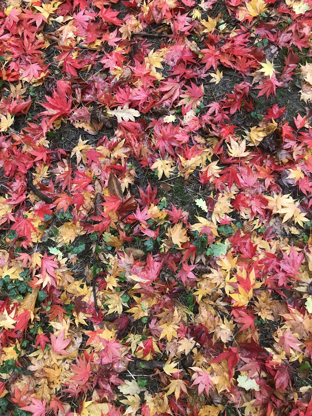 a bunch of leaves that are laying on the ground