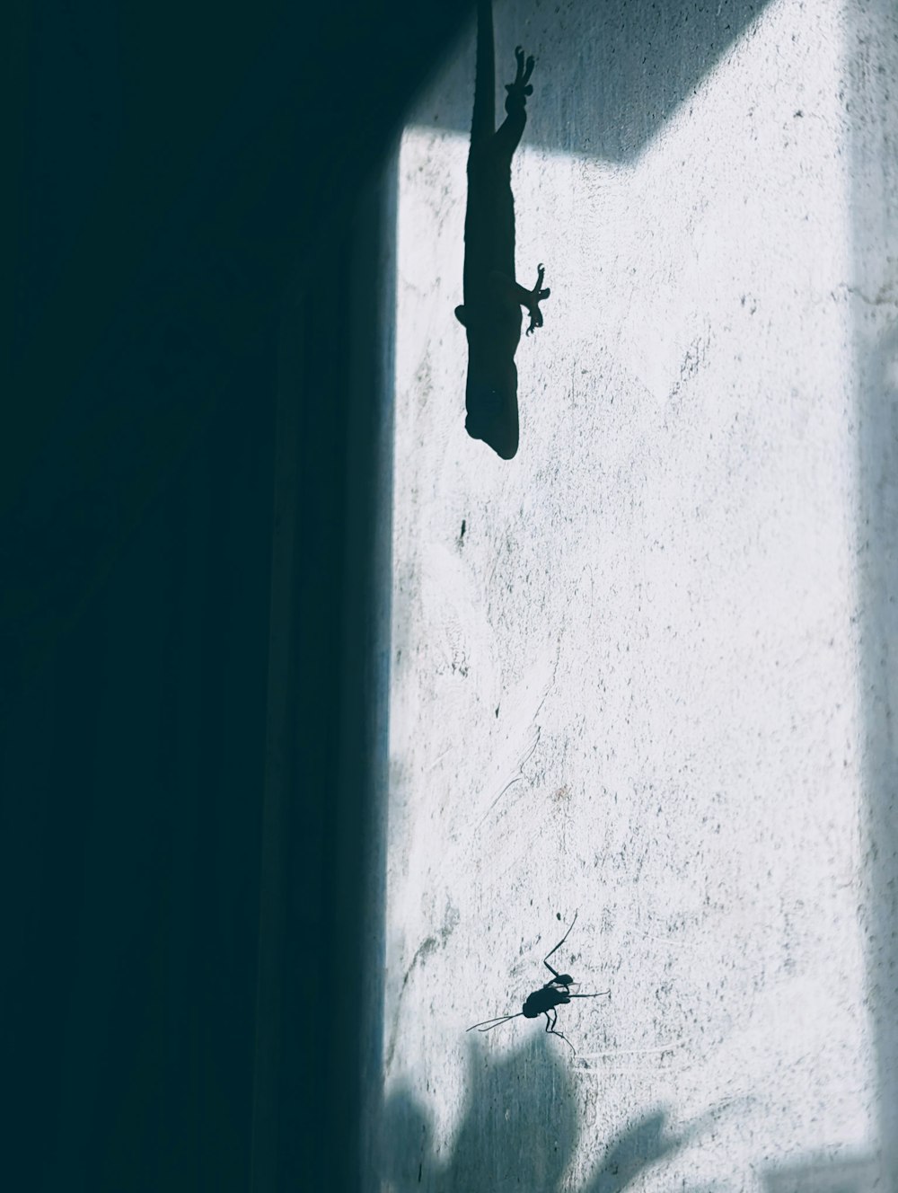 Una sombra de un lagarto en una pared