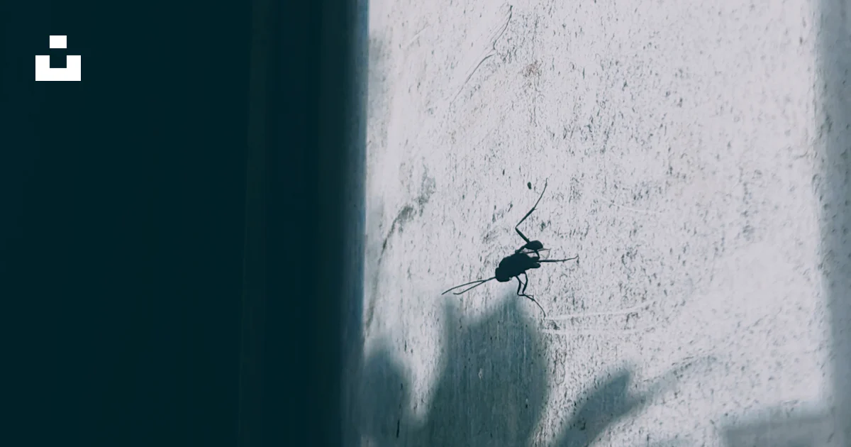 Shadow Lizard A shadow of a lizard on a wall photo – Free #predatorcalmness Image on ...