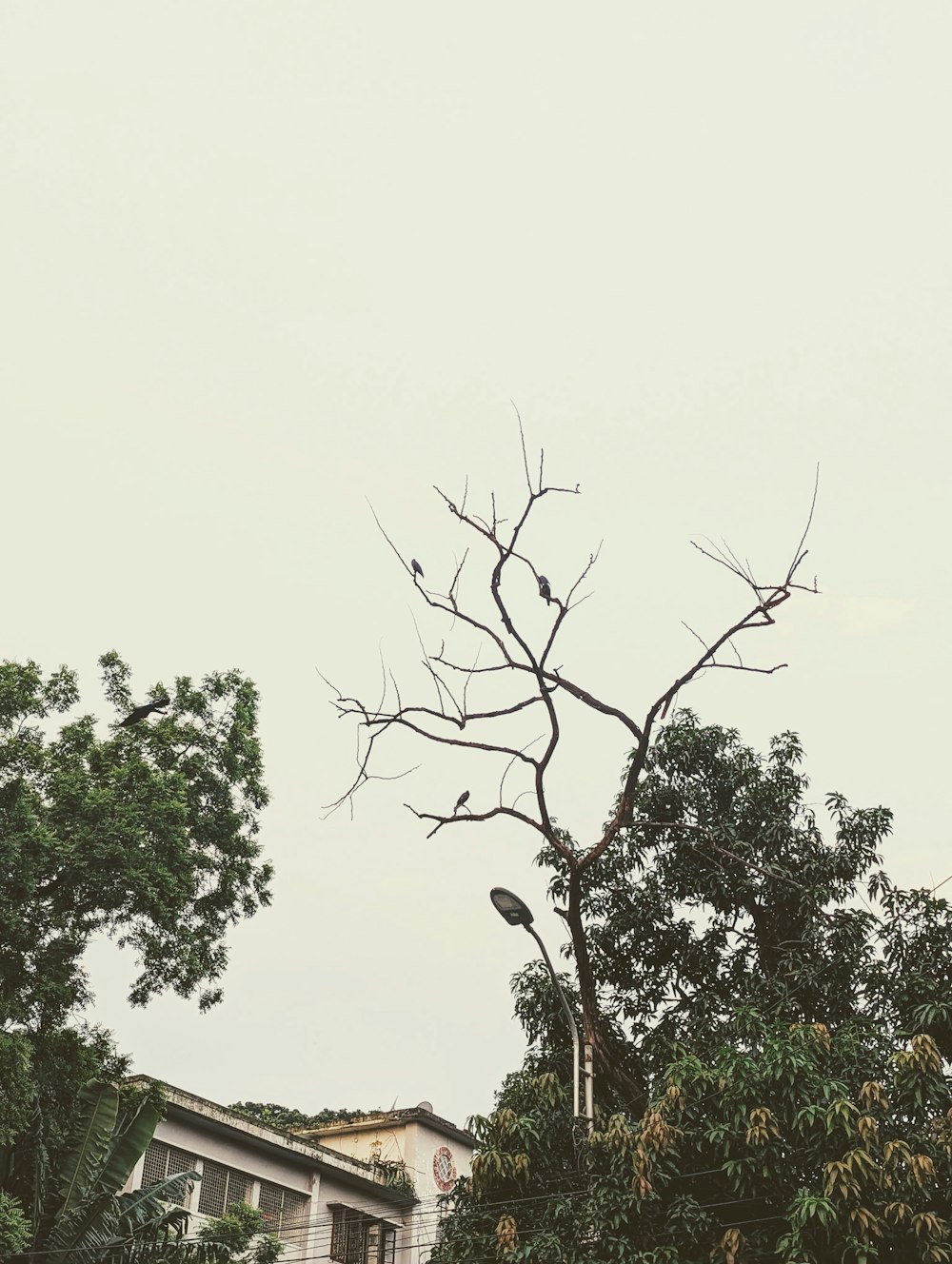 a tree with no leaves in front of a building