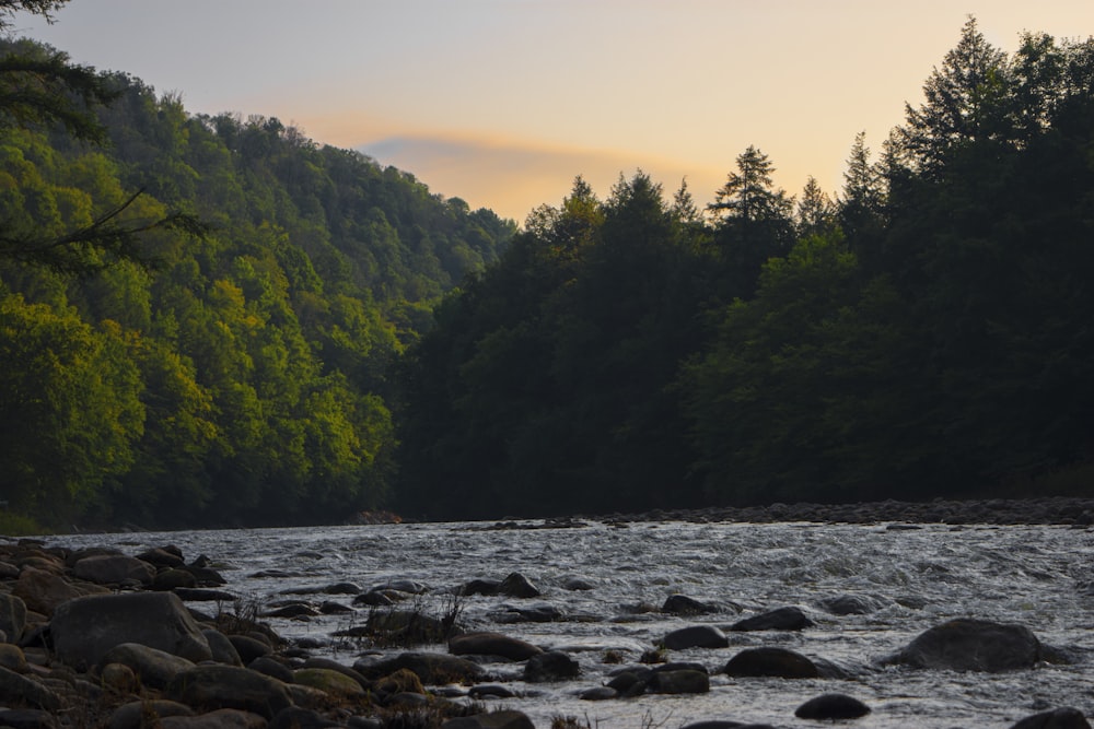 Un río que atraviesa un frondoso bosque verde