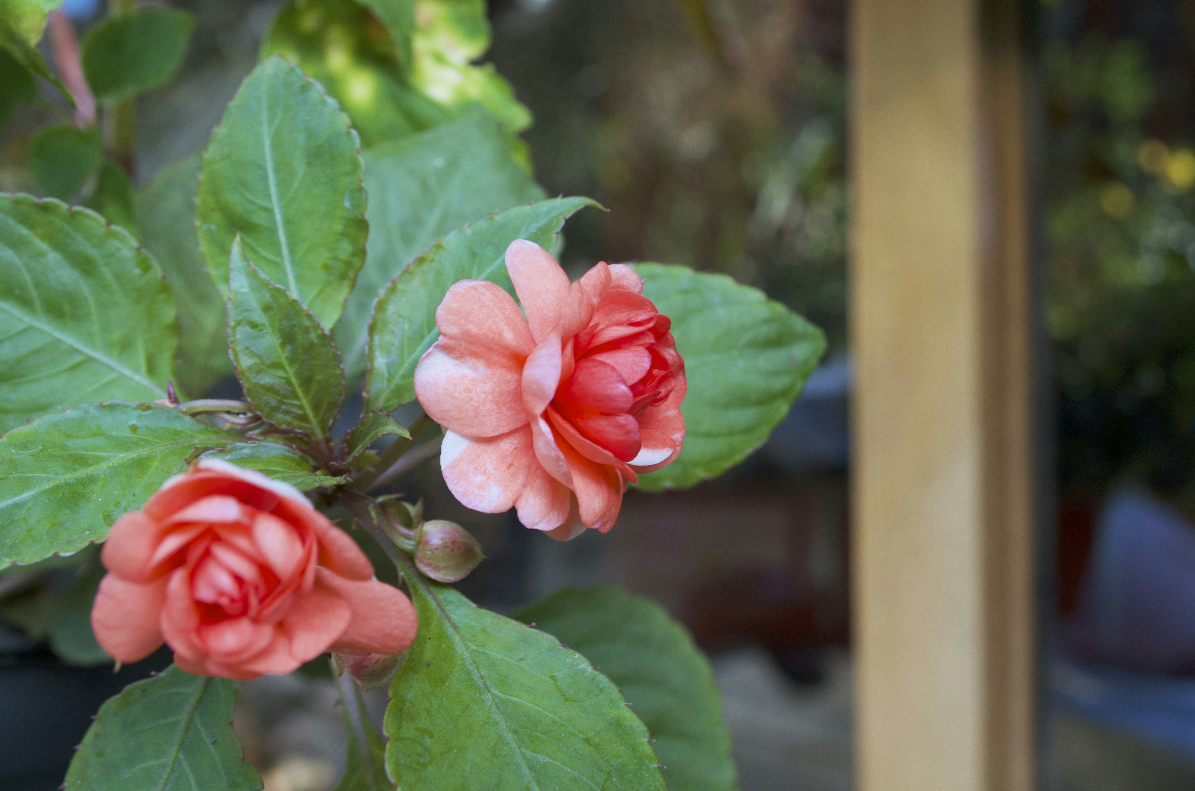Población Las Camelias