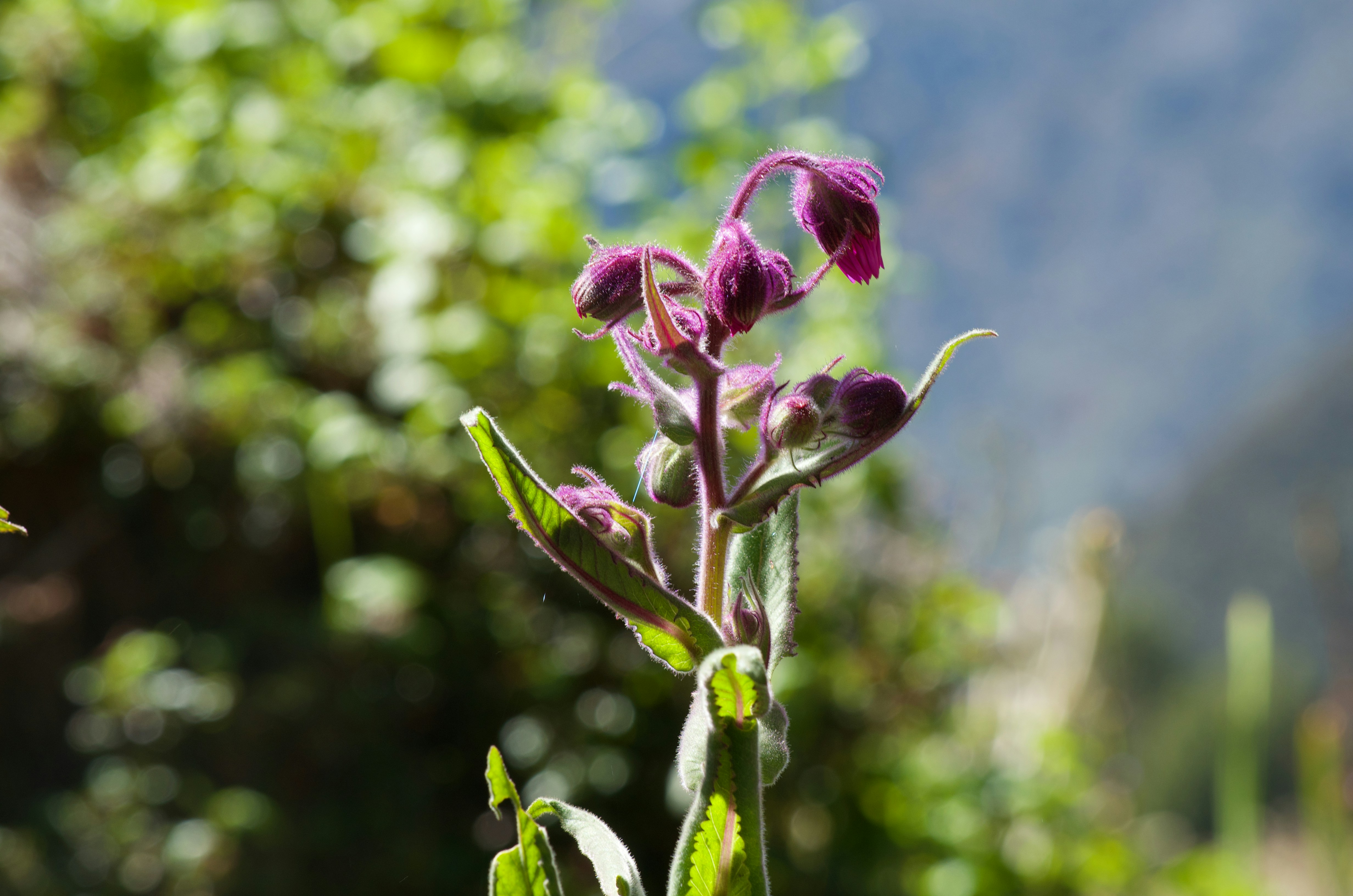 Gros plan d’une fleur violette avec un arrière-plan flou