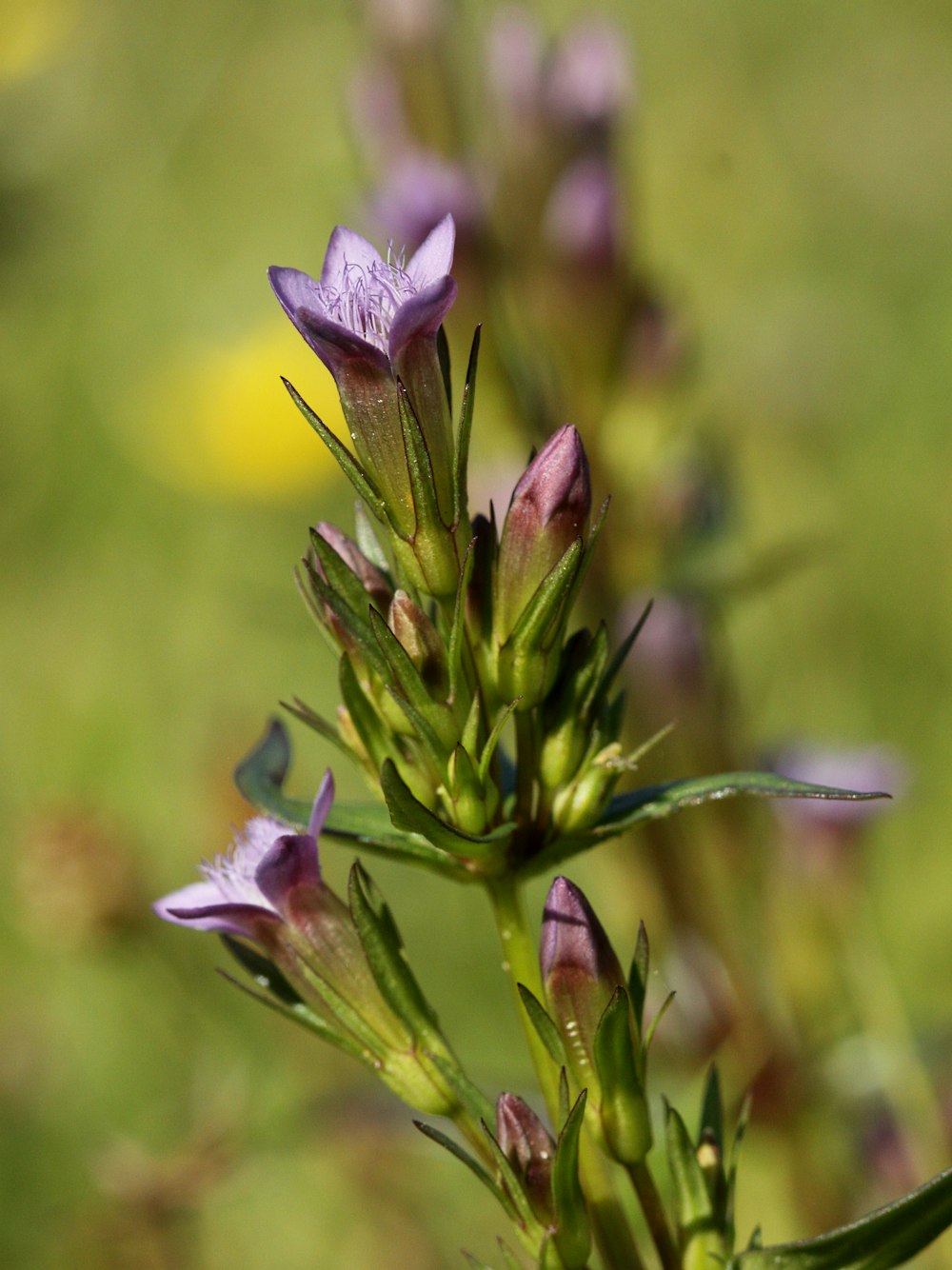 a close up of a plant with purple flowers