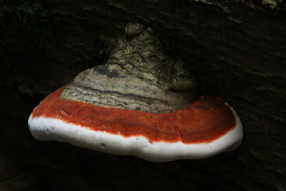 a close up of a mushroom on a tree