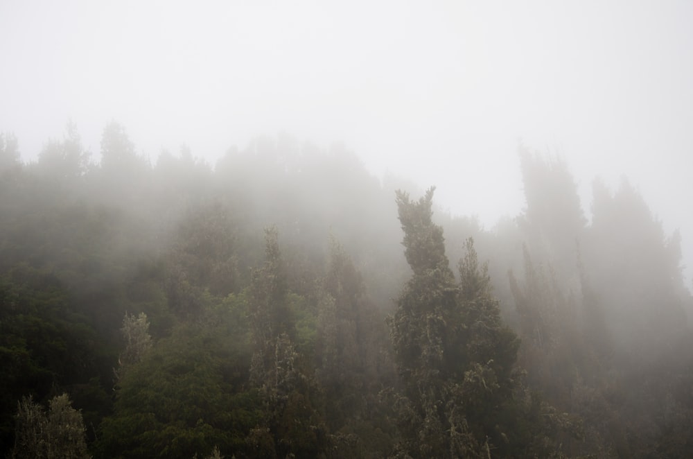 a foggy forest filled with lots of trees