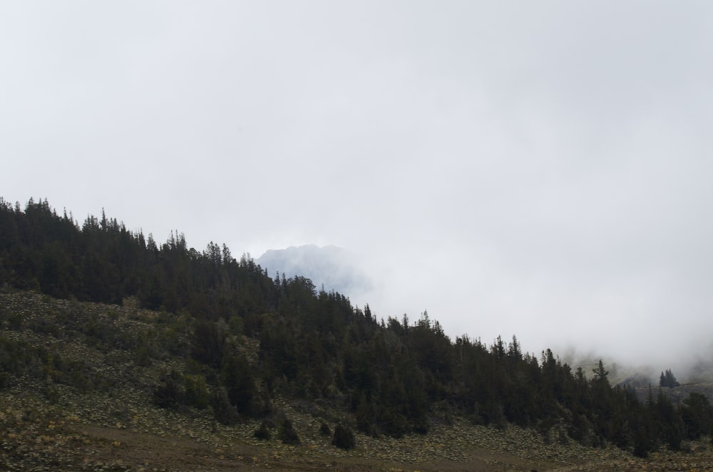 una collina con alberi sul lato di esso