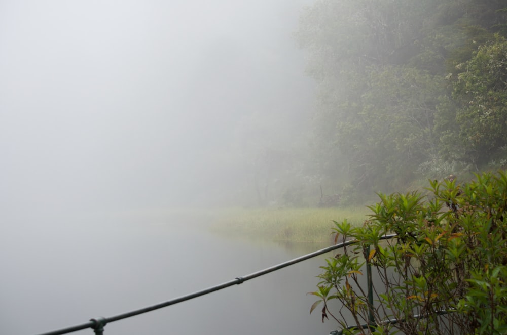 a body of water surrounded by trees and fog