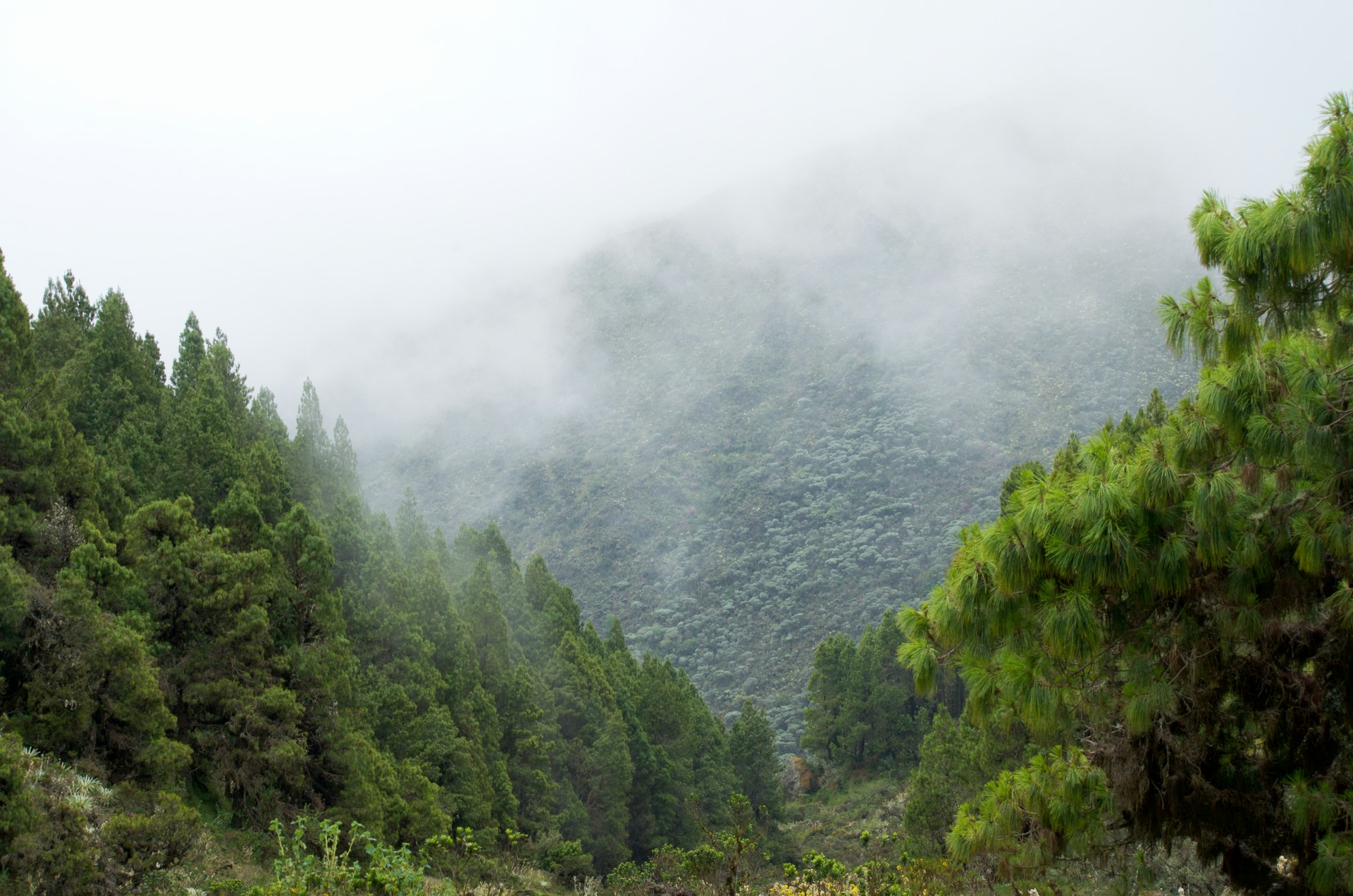 a forest filled with lots of green trees