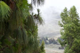 Lush green mountain trail framed by towering pine trees and soft morning mist.