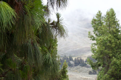 Lush green mountain trail framed by towering pine trees and soft morning mist.